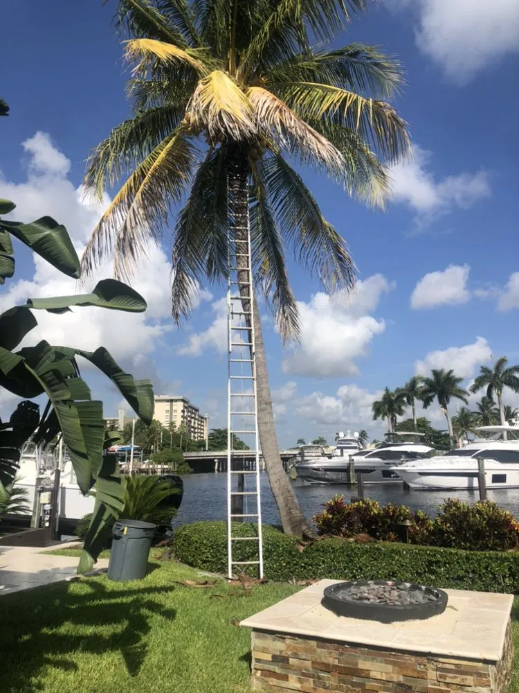 Professional lawn mowing service near you across Fort Lauderdale, FL - Torres Landscaping Maintenance