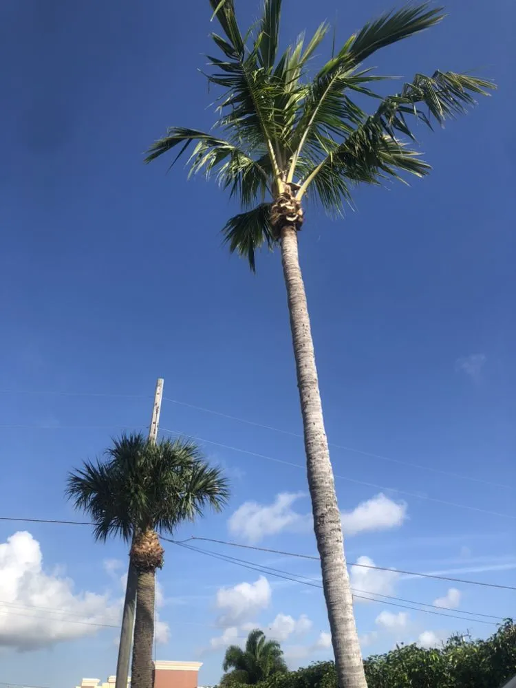 Expert yard maintenance experts serving Fort Lauderdale, FL - Torres Landscaping Maintenance