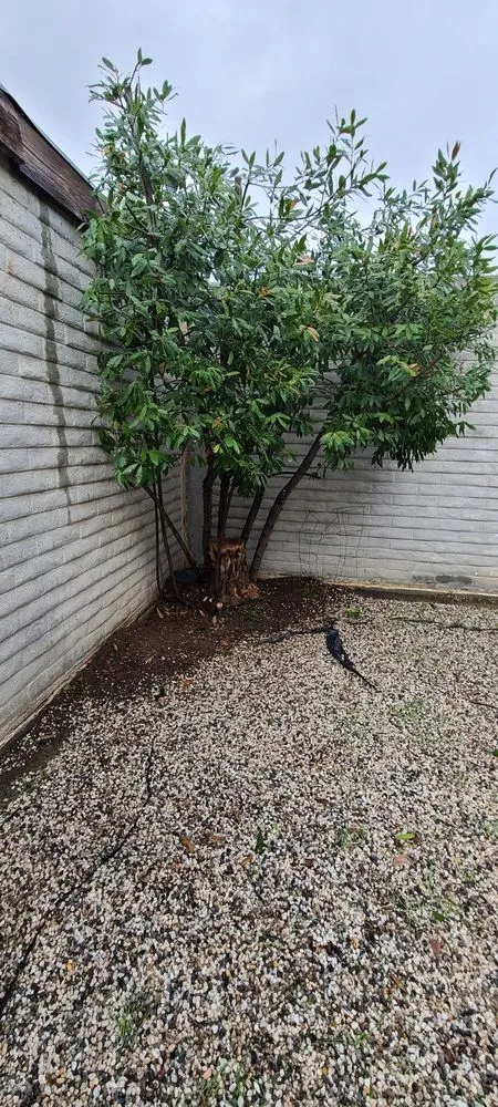 Local lawn mowing service for residential properties across Pittsburg, CA - Torres Landscaping