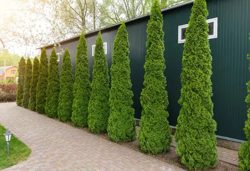 Reliable residential landscaping in Raleigh, NC by Torres Landscaping