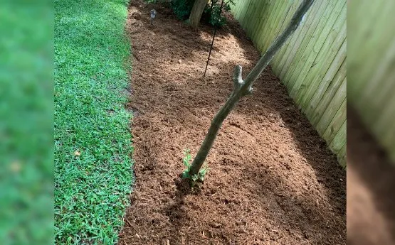 Torres Landscaping Logo