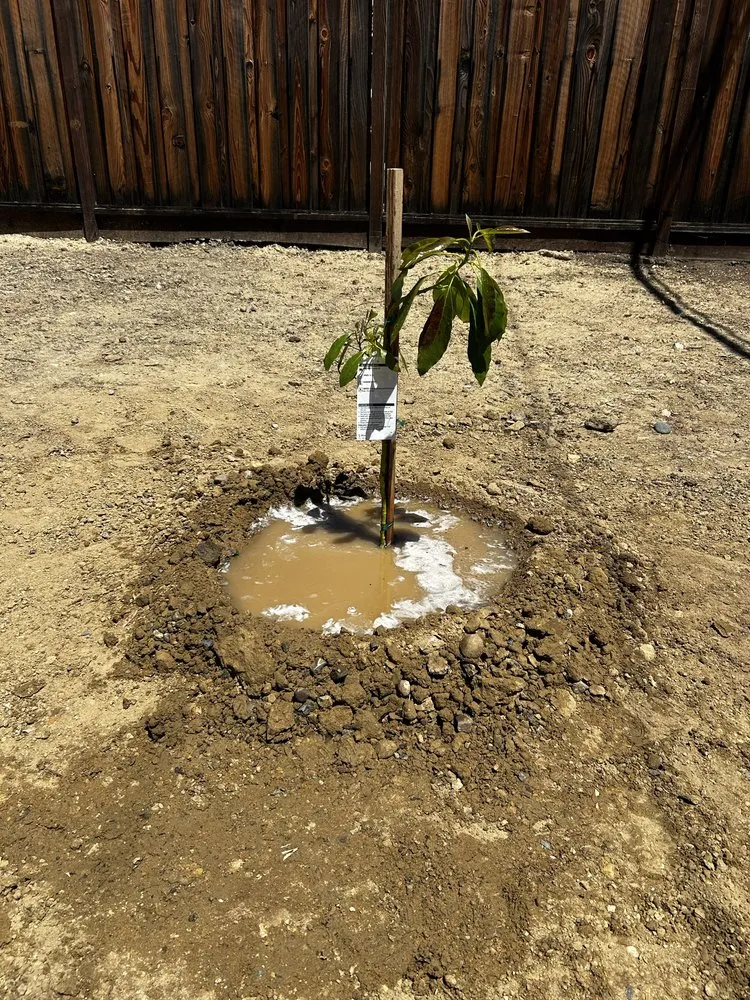 Professional lawn care service in San Jose, CA by Torres Landscaping