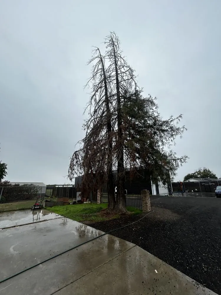 Local lawn care service for residential properties in San Jose, CA by Torres Landscaping