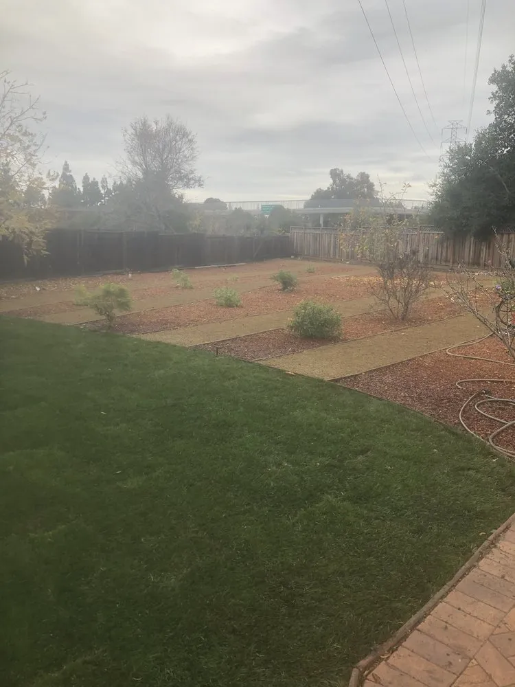 Reliable yard cleanup service in San Jose, CA by Torres Landscaping