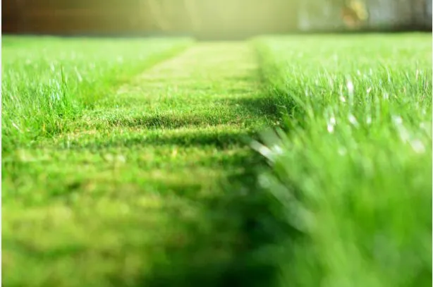 Expert lawn mowing service for year-round maintenance in Sherman, TX by Torres Lawn Care
