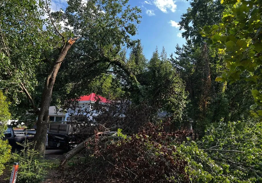 Top-rated yard cleanup service with custom design in Raleigh, NC by Torres Lawn Maintenance