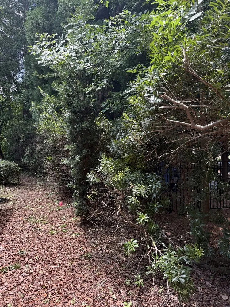 Affordable outdoor landscaping for year-round maintenance across Raleigh, NC - Torres Lawn Maintenance