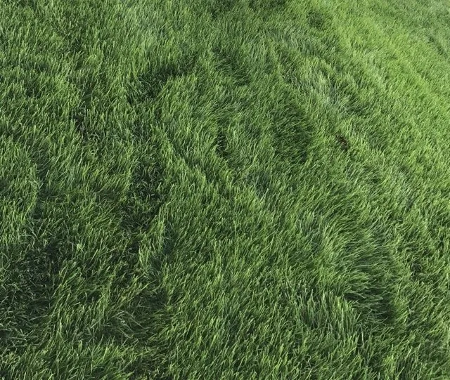 Professional landscape installation in Lewisville, TX - Torres Lawn service