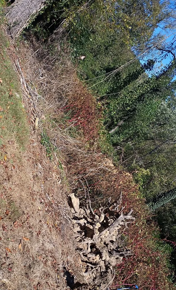 Reliable lawn care service near you across Asheville, NC - Torres Lawncare & More