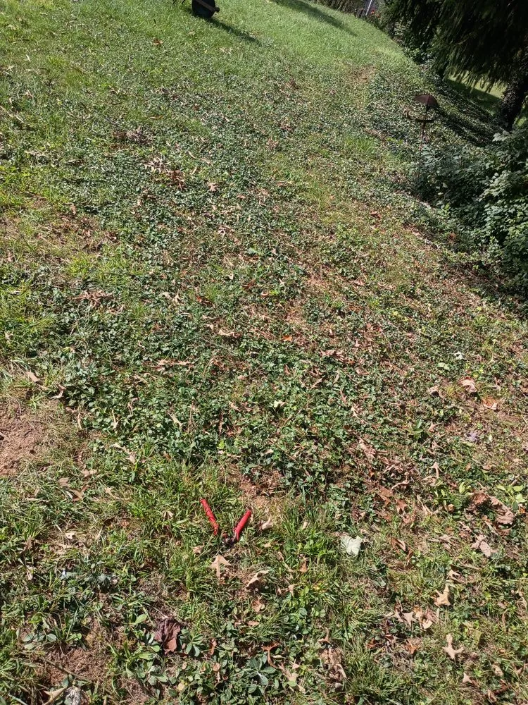 Expert garden landscaping for beautiful yards in Asheville, NC by Torres Lawncare & More