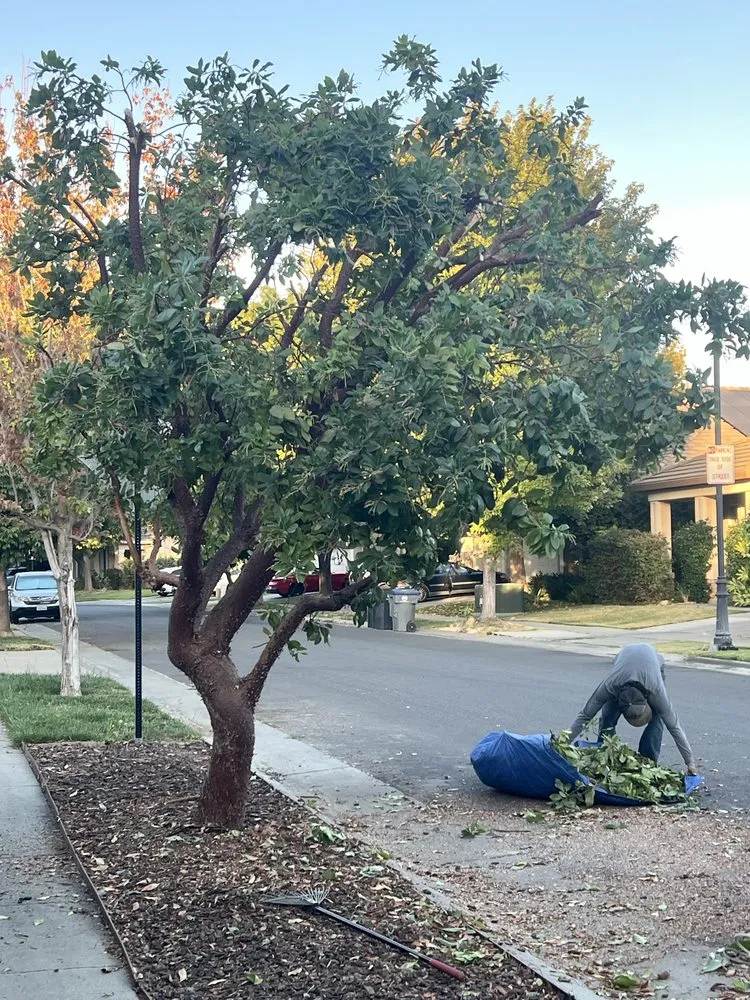 Professional residential landscaping in Woodland, CA by Torres Lawncare