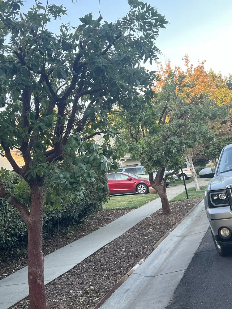 Custom garden landscaping in Woodland, CA by Torres Lawncare