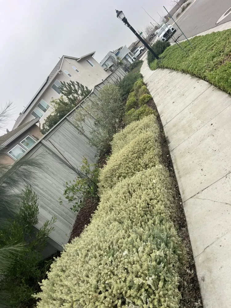 Top-rated outdoor landscaping experts serving Woodland, CA - Torres Lawncare