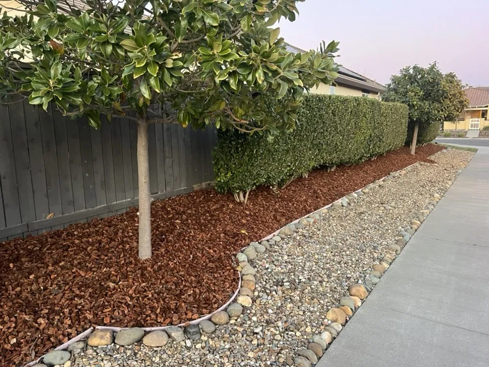 Expert yard maintenance near you in Woodland, CA by Torres Lawncare