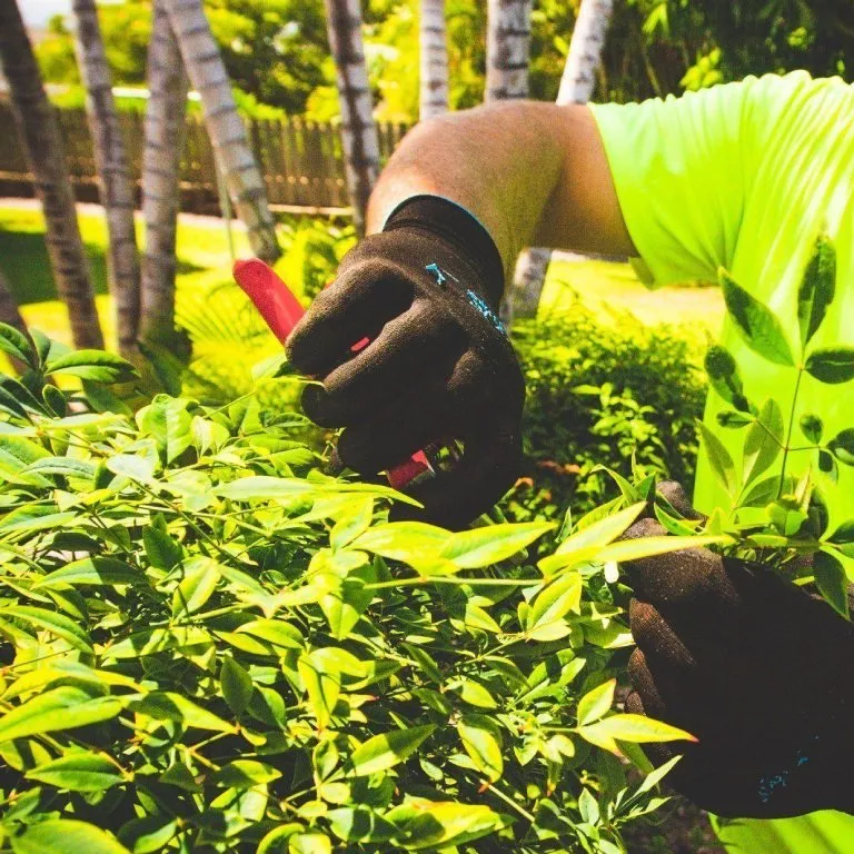 Affordable yard maintenance with custom design in Las Vegas, NV by Torres Maintenance