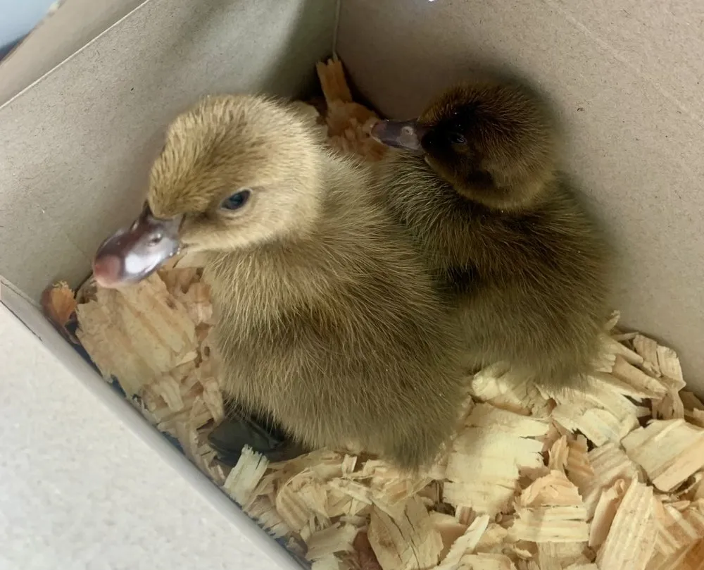 Professional yard maintenance in High Point, NC by Torres Transformations