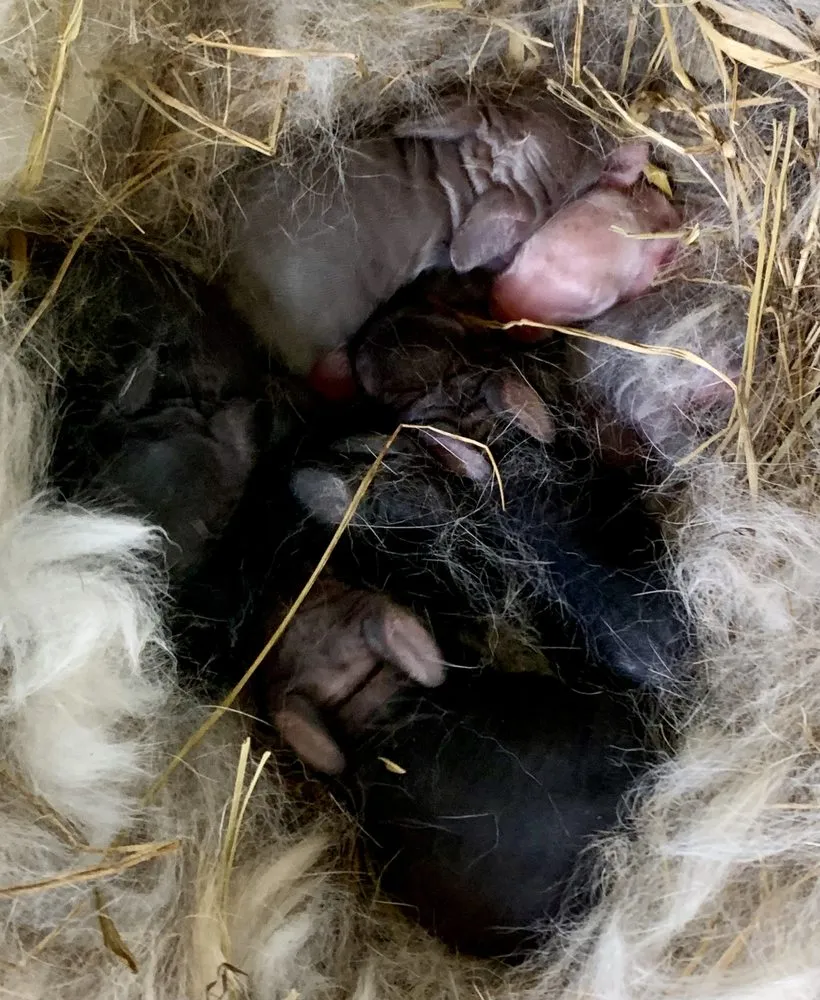 Custom landscape design in High Point, NC - Torres Transformations