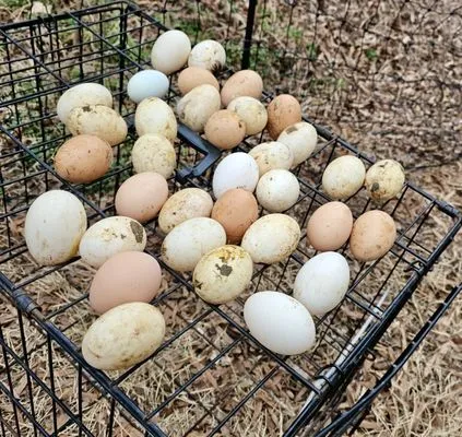 Torres Transformations Logo