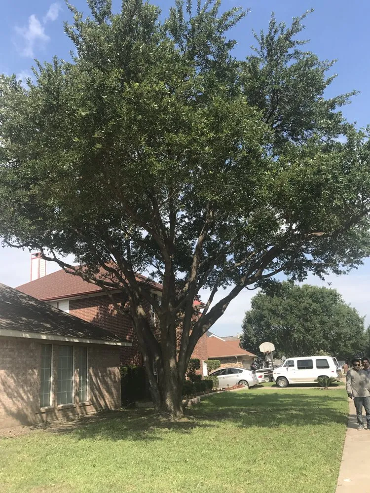 Expert outdoor landscaping for year-round maintenance across Grand Prairie, TX - Torres Tree Service