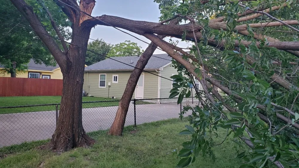 Expert yard cleanup service in Grand Prairie, TX by Torres Tree Service