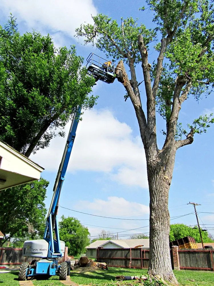 Local outdoor landscaping in Sonora, TX by Torres Tree Services