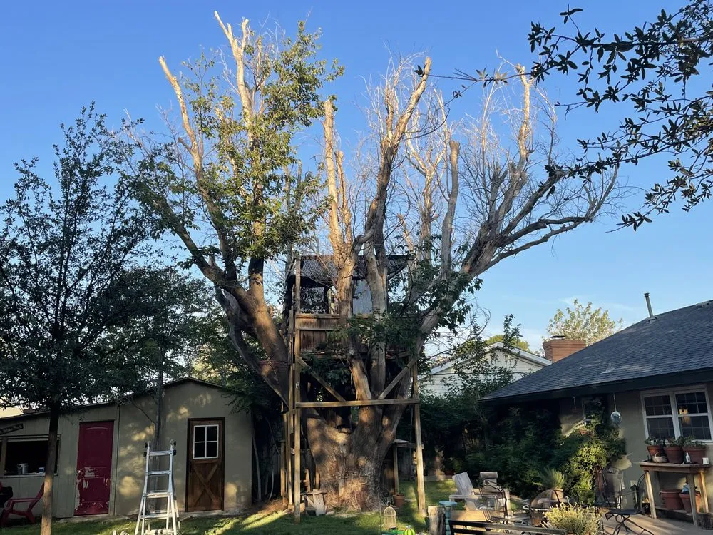 Reliable yard maintenance experts serving Midland, TX - Torres Tree Trimming & Landscaping