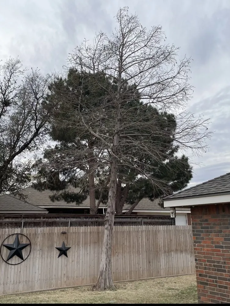 Custom residential landscaping for year-round maintenance across Midland, TX - Torres Tree Trimming & Landscaping