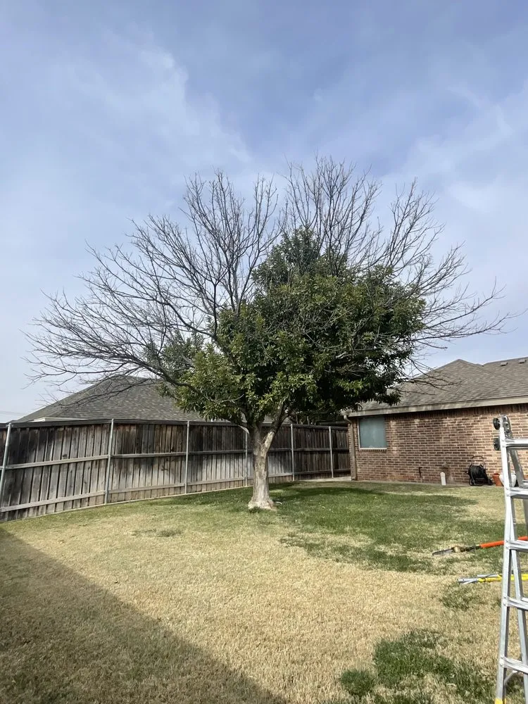 Top-rated yard maintenance in Midland, TX by Torres Tree Trimming & Landscaping