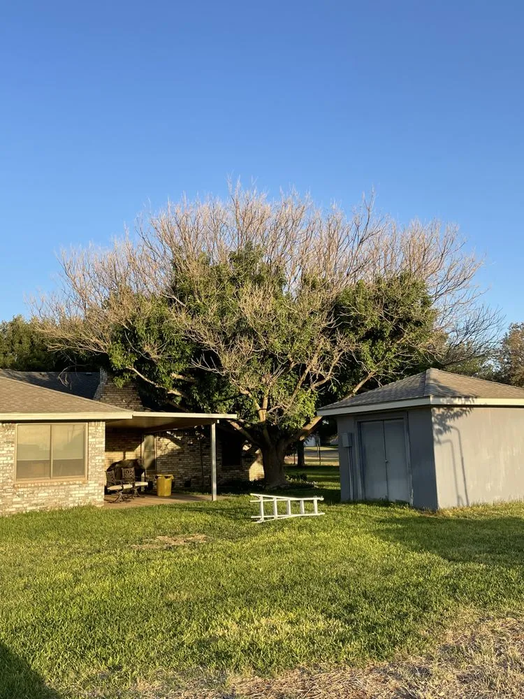 Local lawn mowing service experts serving Midland, TX - Torres Tree Trimming & Landscaping