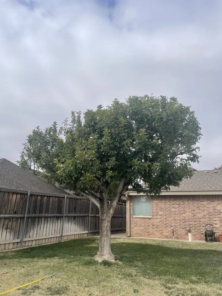 Custom yard cleanup service for outdoor upgrades across Midland, TX - Torres Tree Trimming & Landscaping