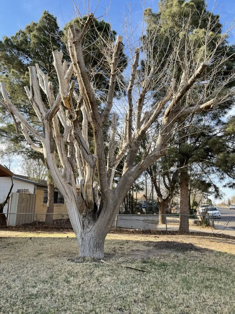 Trusted outdoor landscaping experts serving Midland, TX - Torres Tree Trimming & Landscaping