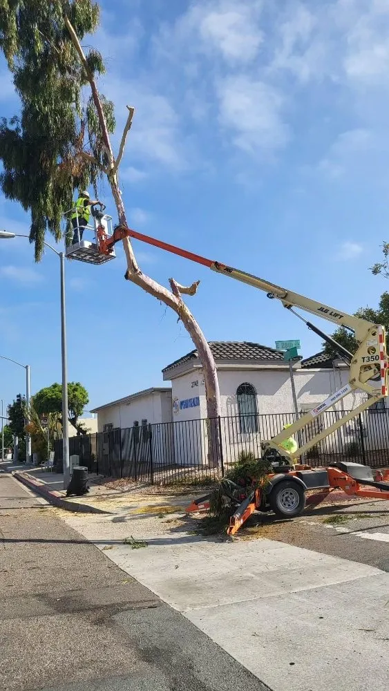 Top-rated landscape design experts serving El Cajon, CA - Torrescape San Diego