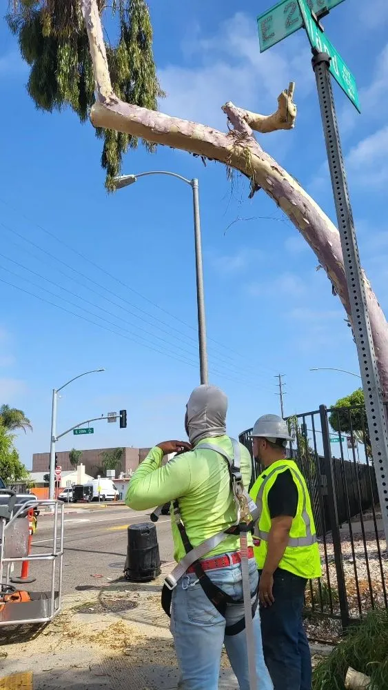 Custom residential landscaping for outdoor upgrades in El Cajon, CA by Torrescape San Diego