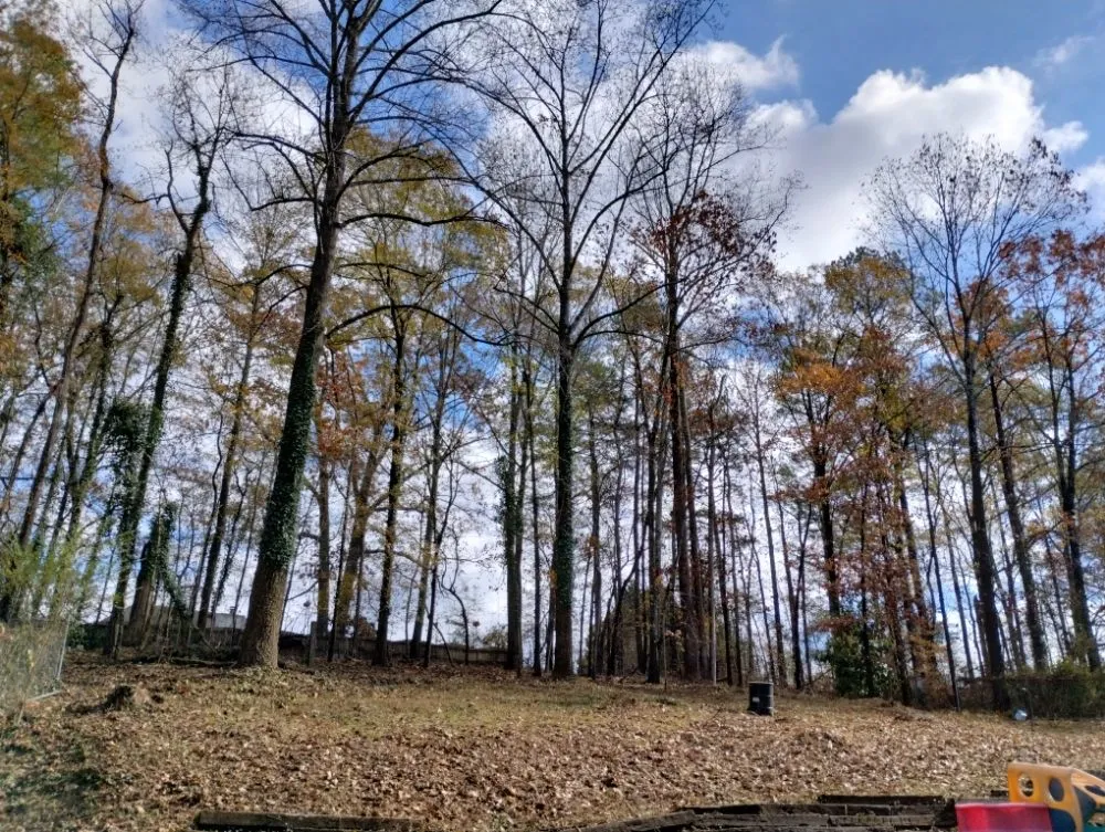 Custom lawn care service near you in Marietta, GA by Total Brush Removal