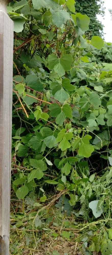 Professional outdoor landscaping for year-round maintenance in Marietta, GA by Total Brush Removal