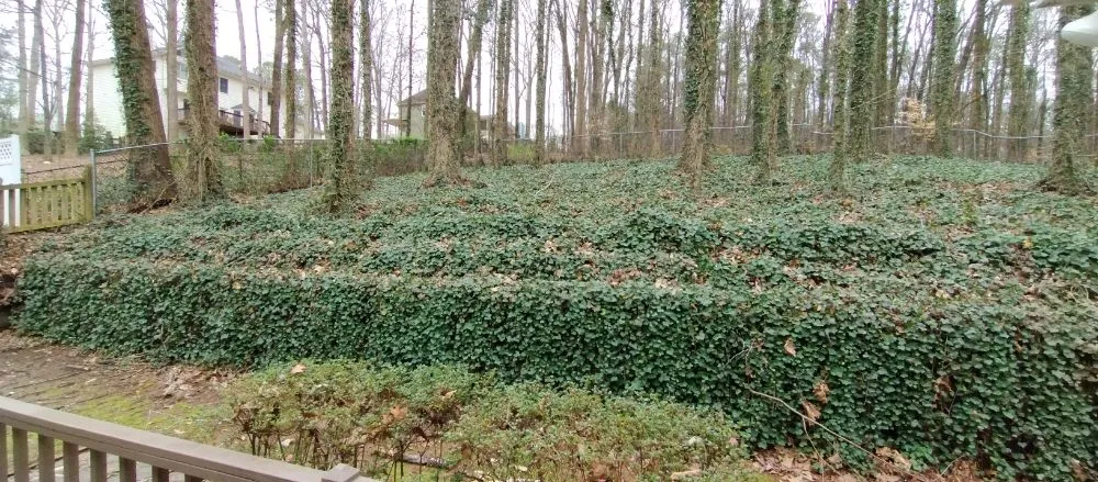 Professional lawn care service in Marietta, GA - Total Brush Removal