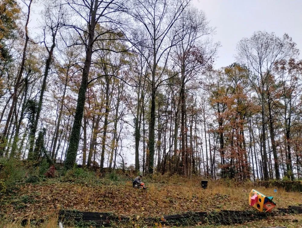 Professional yard maintenance in Marietta, GA - Total Brush Removal