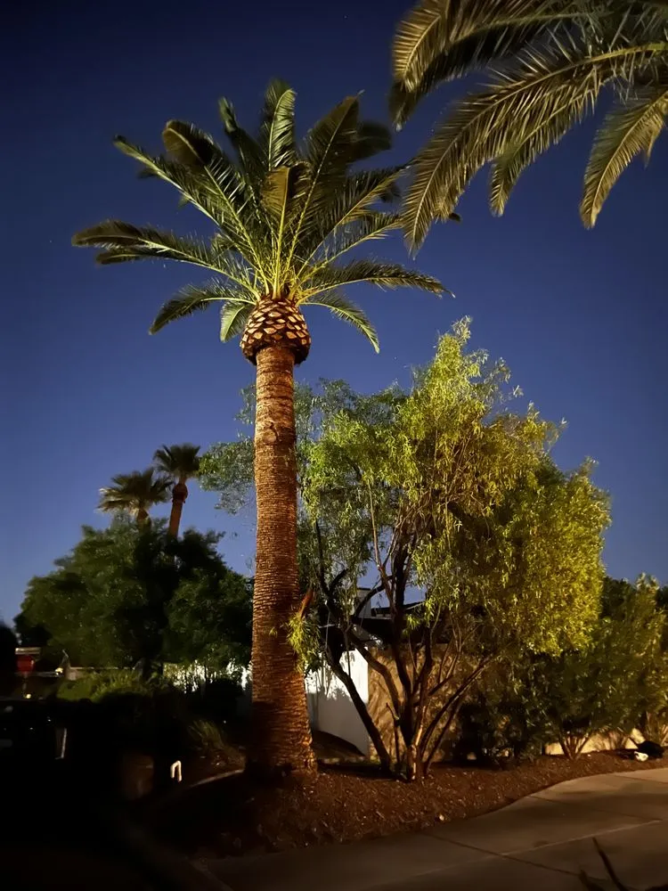 Expert yard cleanup service in Phoenix, AZ - Total Care Landscape