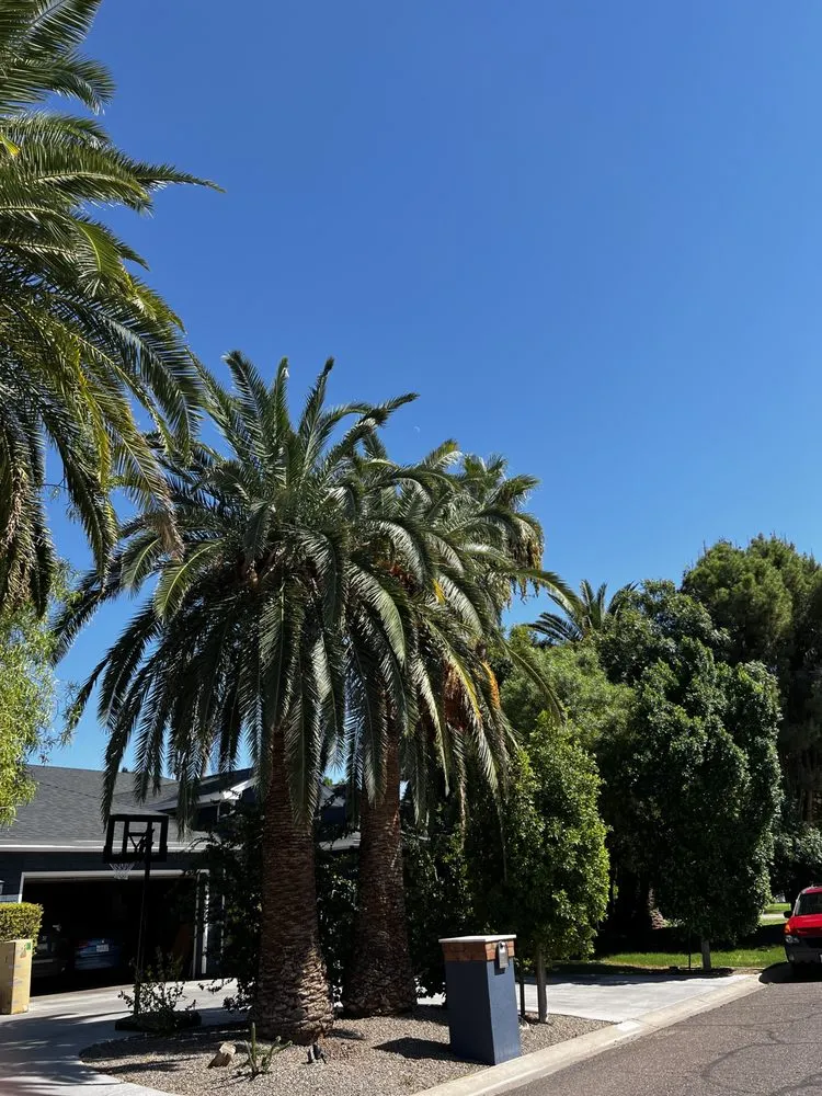 Reliable yard maintenance in Phoenix, AZ - Total Care Landscape