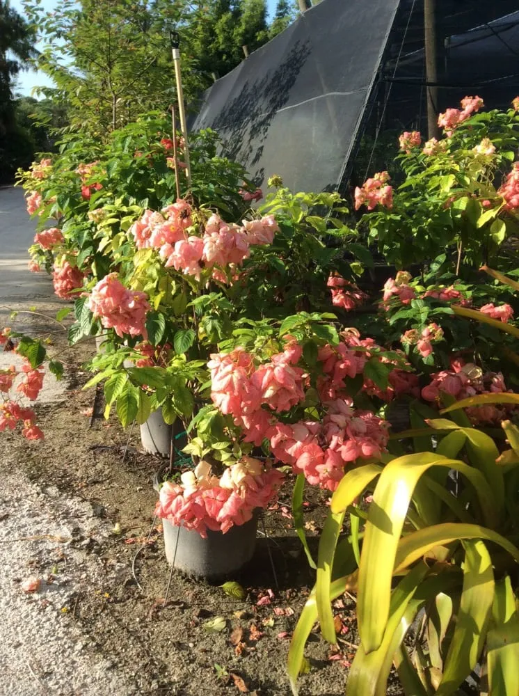 Professional garden landscaping in Delray Beach, FL - Total Care Property Maintenance Group