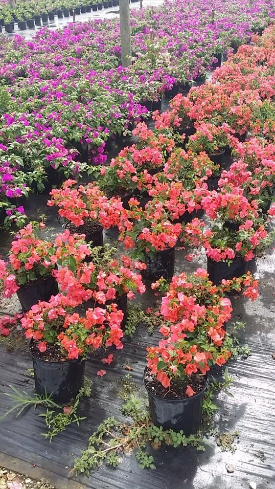 Expert outdoor landscaping for beautiful yards in Delray Beach, FL by Total Care Property Maintenance Group