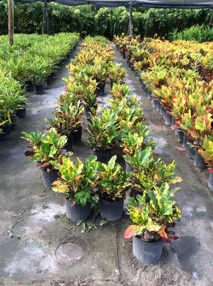 Reliable landscape design experts serving Delray Beach, FL - Total Care Property Maintenance Group