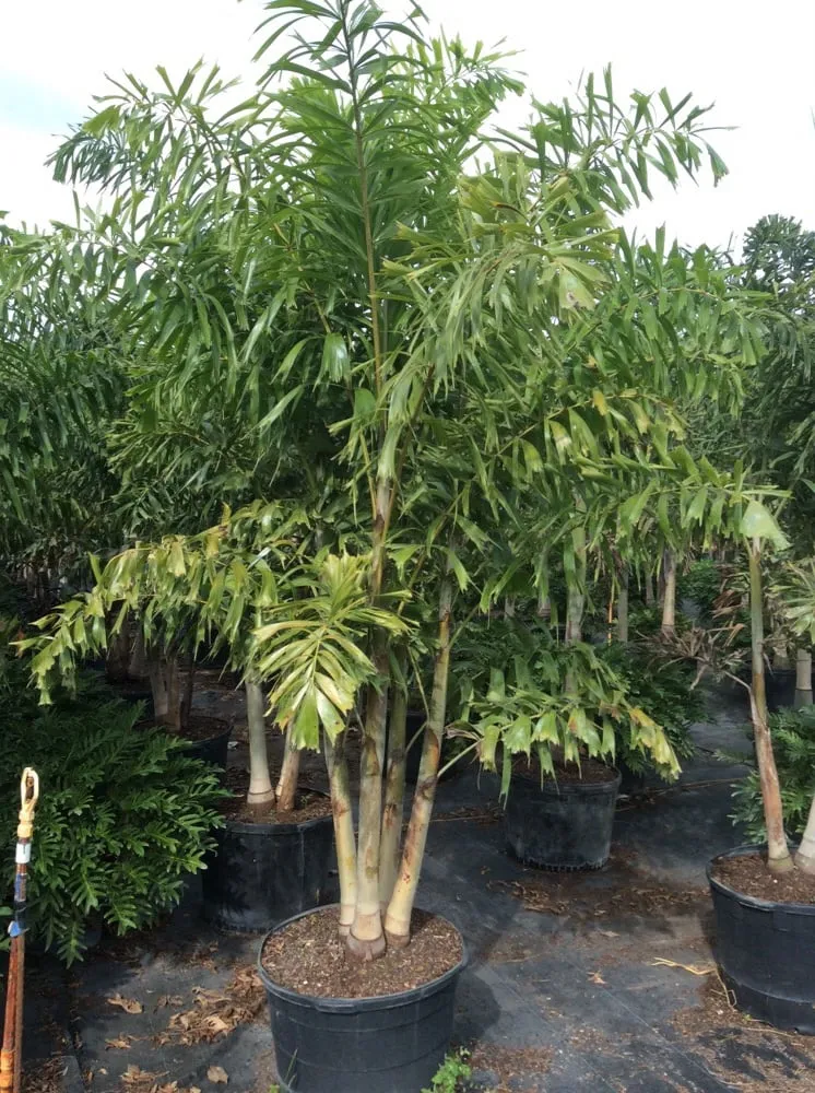 Custom outdoor landscaping for homes across Delray Beach, FL - Total Care Property Maintenance Group