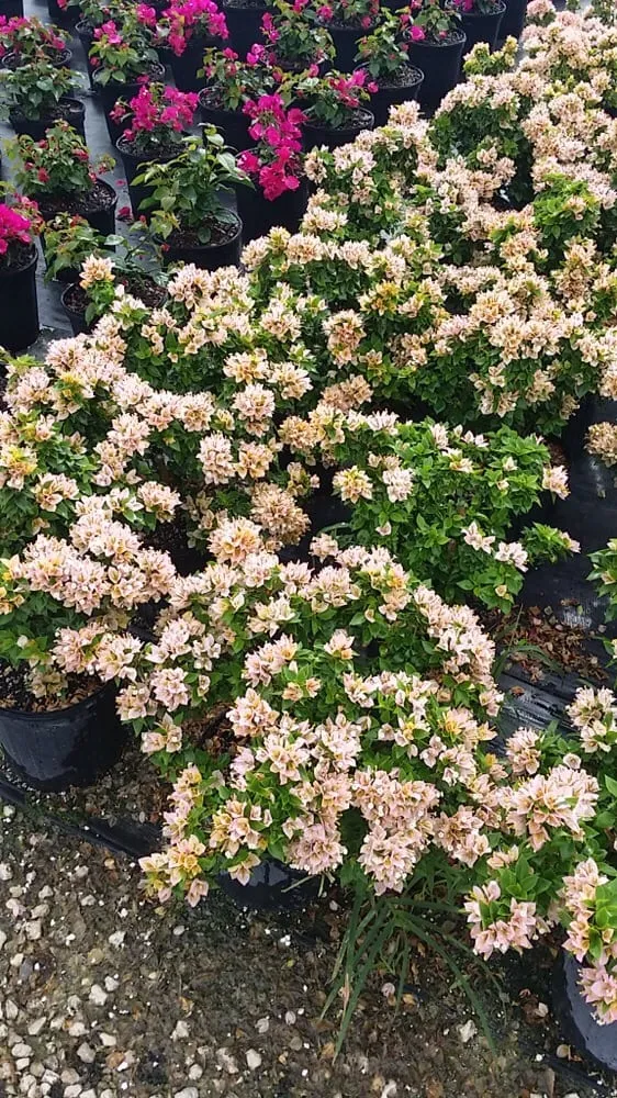 Trusted landscape design experts serving Delray Beach, FL - Total Care Property Maintenance Group