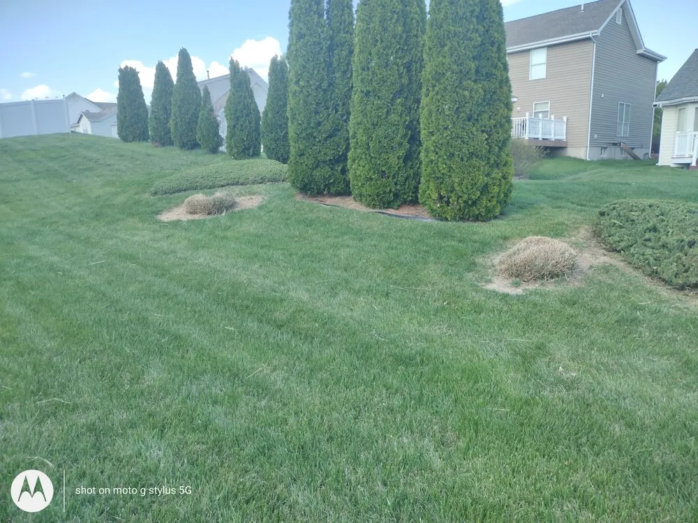 Local lawn care service in St. Louis, MO by Total Green Lawn & Landscape Construction