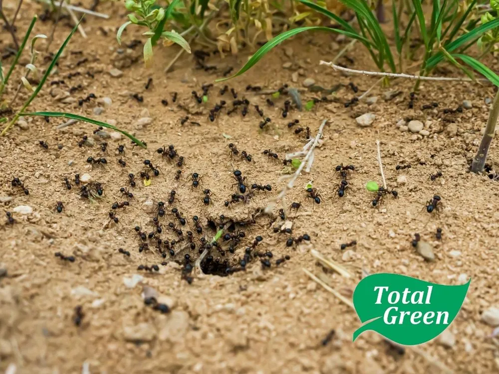 Top-rated residential landscaping with custom design across Union, KY - Total Green