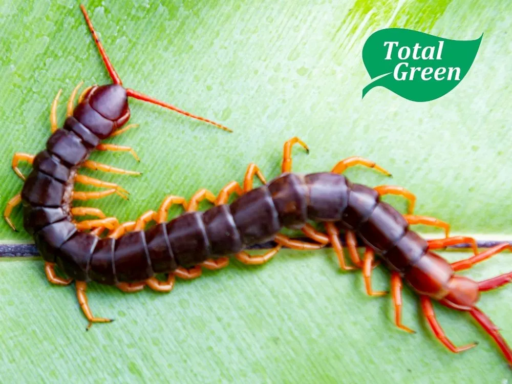 Reliable yard maintenance with custom design in Union, KY by Total Green