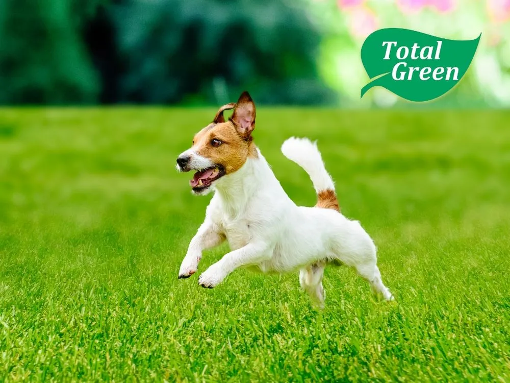 Top-rated landscape installation in Union, KY - Total Green