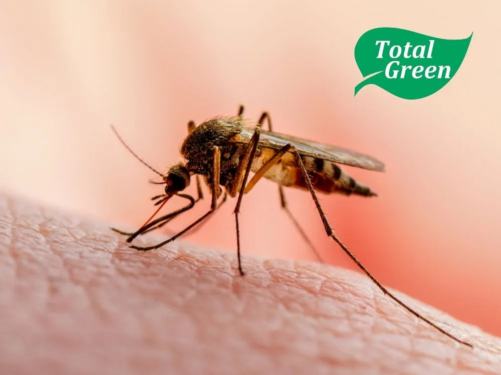 Local garden landscaping for beautiful yards in Union, KY by Total Green