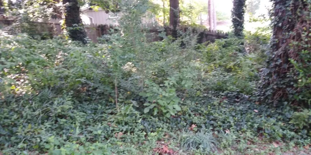 Professional lawn care service near you in Stone Mountain, GA by Total Home & Lawn Care